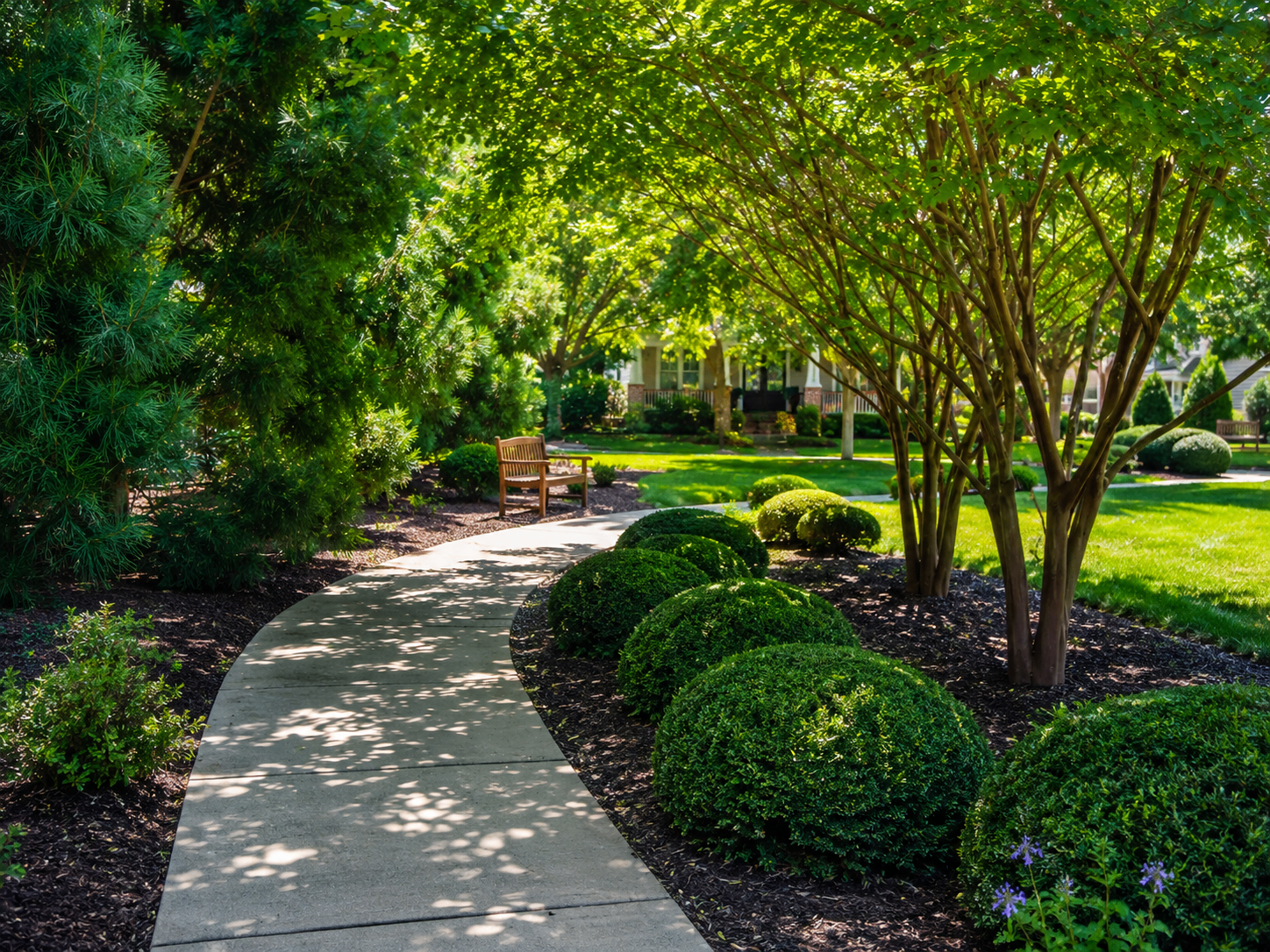 A winding sidewalk lined with manicured boxwoods and crepe myrtles in the Oak Park neighborhood